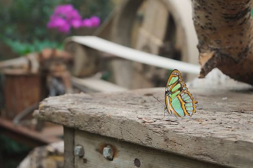 Vlinder op een kastje