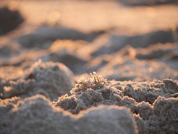 Sand with a small sprig of seaweed by Judith van Wijk