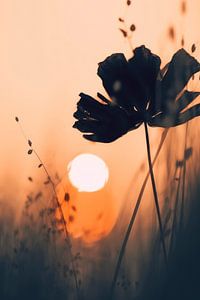 Before Sunset No 1