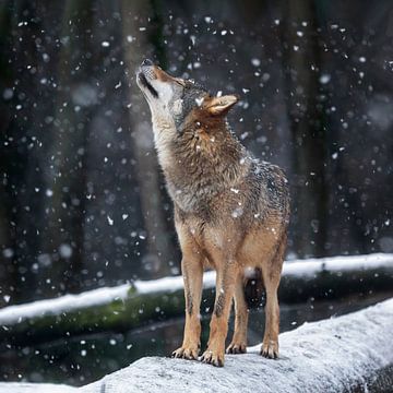 genieten in de sneeuw van gea strucks