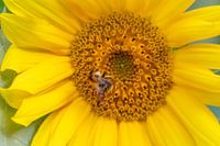 Le tournesol - la reine des fleurs avec une abeille travailleuse