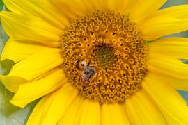 Die Sonnenblume - Königin der Blumen mit fleißiger Biene von Your Happy Life
