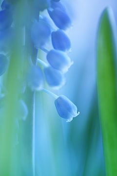Blue grape hyacinth van LHJB Photography
