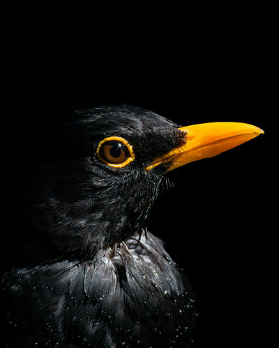 Blackbird in dramatic side lighting