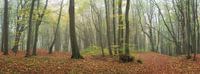 Traumhafter Laubwald im Panorama von Tobias Luxberg Miniaturansicht