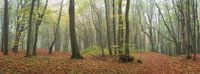 Fantastique forêt de feuillus dans le panorama