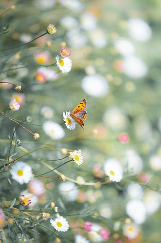 Un papillon parmi les pâquerettes