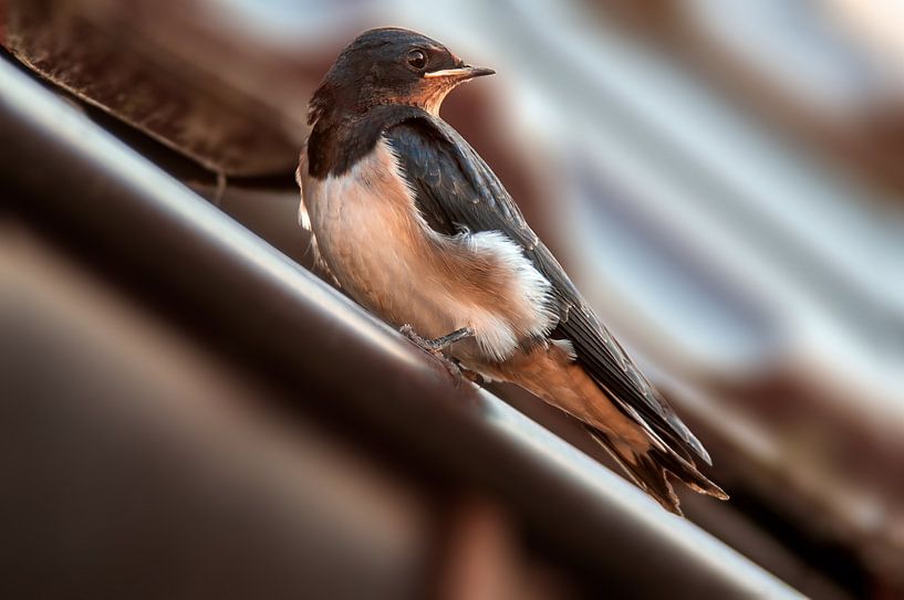 junge Rauchschwalbe von Mario Plechaty Photography