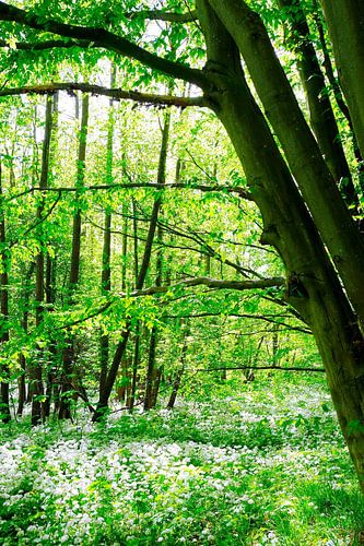Wilde knoflook seizoen