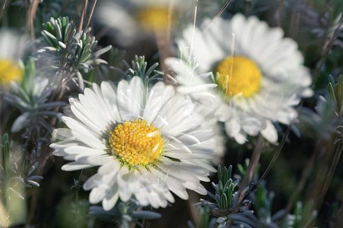Gänseblümchen und Rosmarin von Nicc Koch