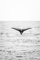 A whale tail in the Pacific Ocean