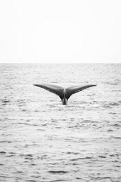 A whale tail in the Pacific Ocean