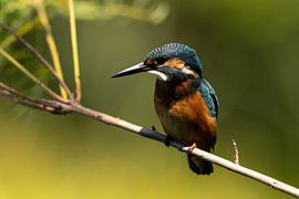 Kingfisher by JA Art Photography