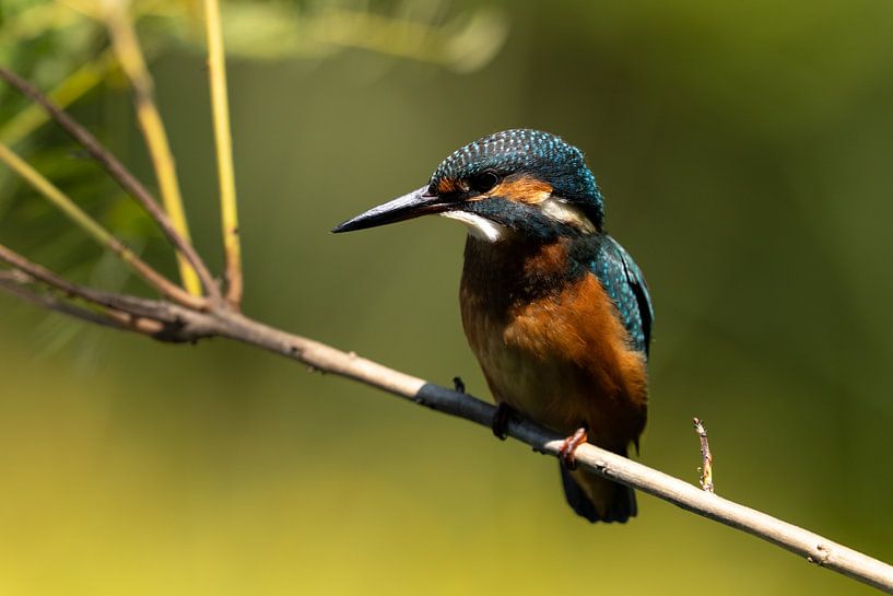 Kingfisher by JA Art Photography