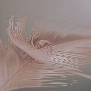 Still life in a square: Pastel-coloured feather carries a drop of water by Marjolijn van den Berg