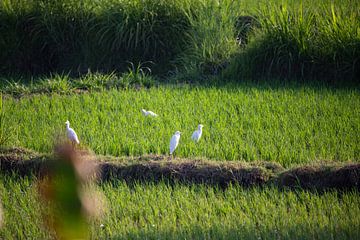 Frisgroene rijstterrassen op Bali, Indonesië van Fotos by Jan Wehnert