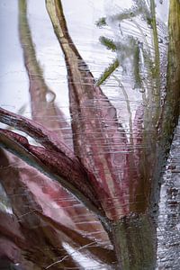 Amaryllis in Eis 1