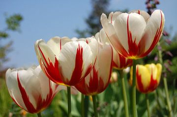Hollandse tulpen in wit met rode streep van Susan Dekker