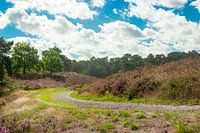 De paarse heide straat prachtig in bloei op de Brunssummerheide