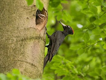 Pic noir avec son petit