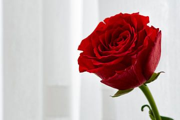 Een rode roos sur Cilia Brandts