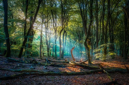 Prachtige kleurencombinatie in een mystiek bos
