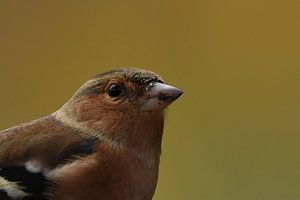 Vink portret von Sascha van Dam