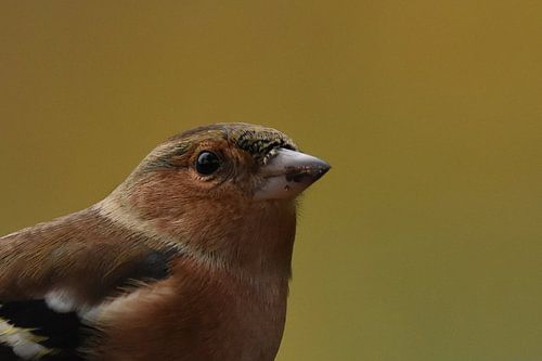 Vink portret