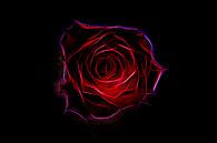 Red red rose. van Rens Kromhout thumbnail