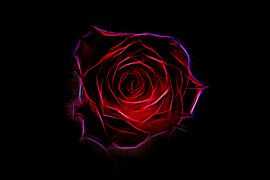 Red red rose. by Rens Kromhout