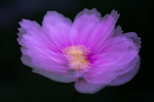 Cosmea