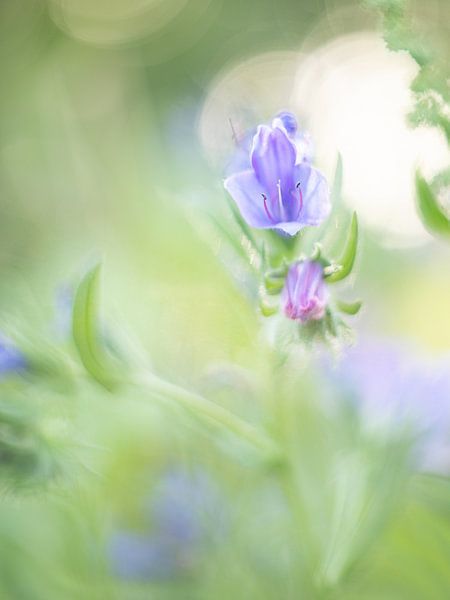 Vintage-Blume von Linda Raaphorst