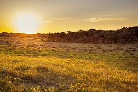 Pure Ruhe in den Dünen von Louise Poortvliet