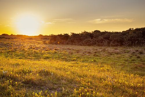 Pure tranquillité dans les dunes