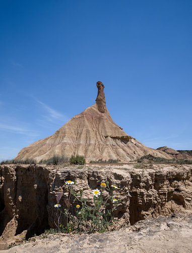 Bloemen bij Castildetierra