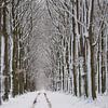 Winterlandschap met bomen van Tineke Visscher