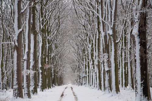 Winterlandschap met bomen