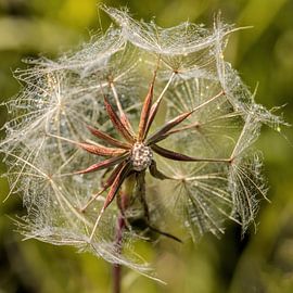 dandilon by Kurt Krause