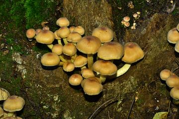 Mushrooms on stalk by Bernard van Zwol