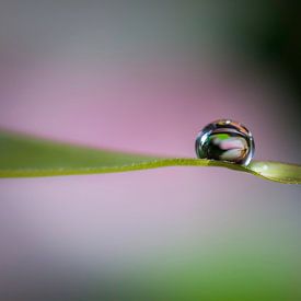 Goutte d'eau sur Laurent Jack