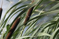 die Pracht des Dammes