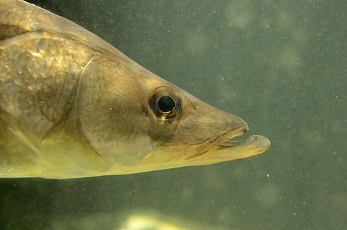 Snoek in Curaçao