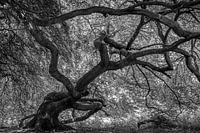 Hexenbaum