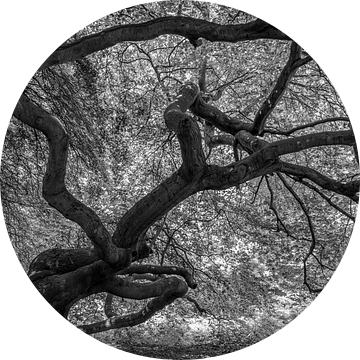 Heksenboom van Orangefield-images