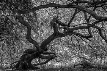 Arbre de la sorcière sur Orangefield-images