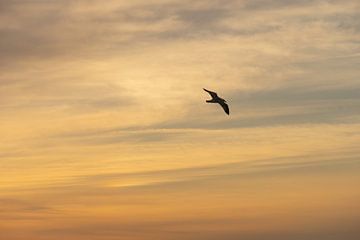 Vogel in de lucht van FBNN Photography