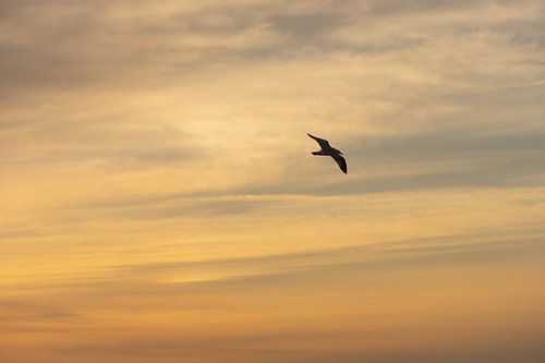 Vogel am Himmel