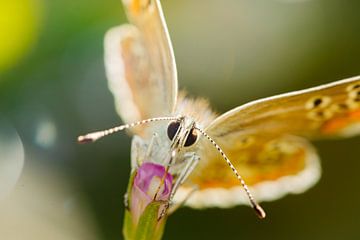 Colourful Butterfly van Shanna van Mens Fotografie