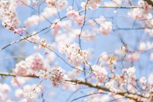 Lente Bloesem