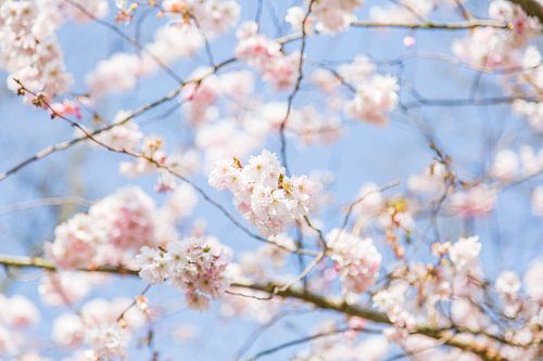 Lente Bloesem